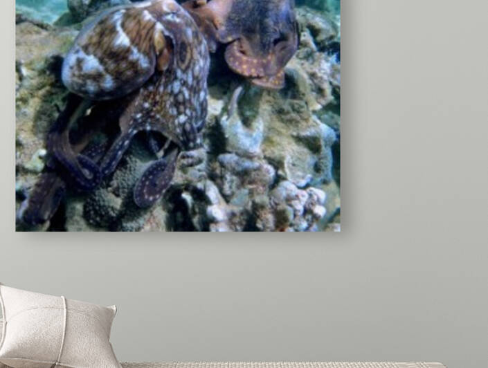 Octo love  by Tatiana Gonnason
