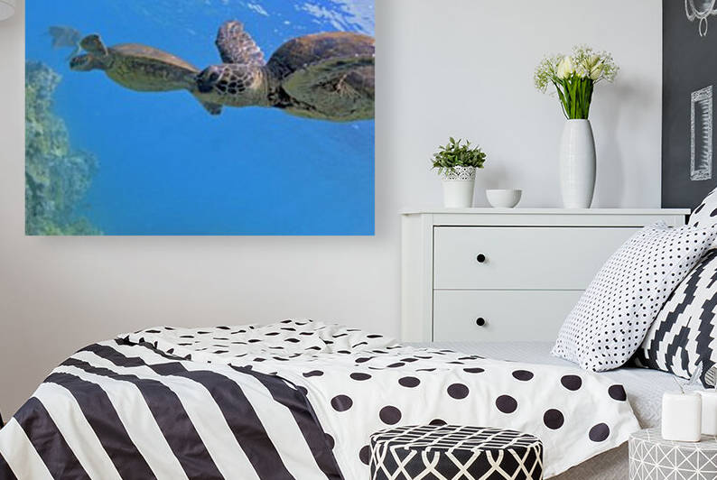 Green sea turtles  Reproduction