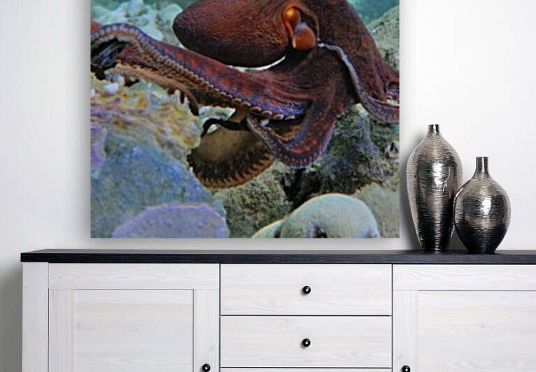 Octopus garden  by Tatiana Gonnason