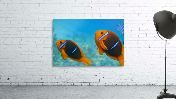Twins clown fish Wall Preview