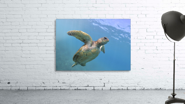 Flying. A green sea turtle  Wall Preview