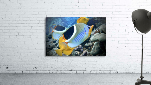 A sadleback butterflyfish  Wall Preview