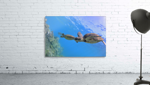 Green sea turtles  Wall Preview