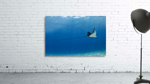 Defying gravity  Wall Preview