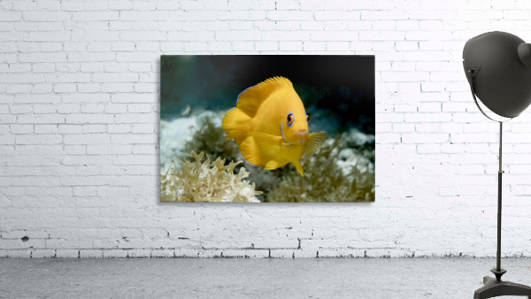 A tiny beauty  Wall Preview