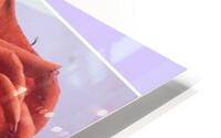 Rose  HD Metal print