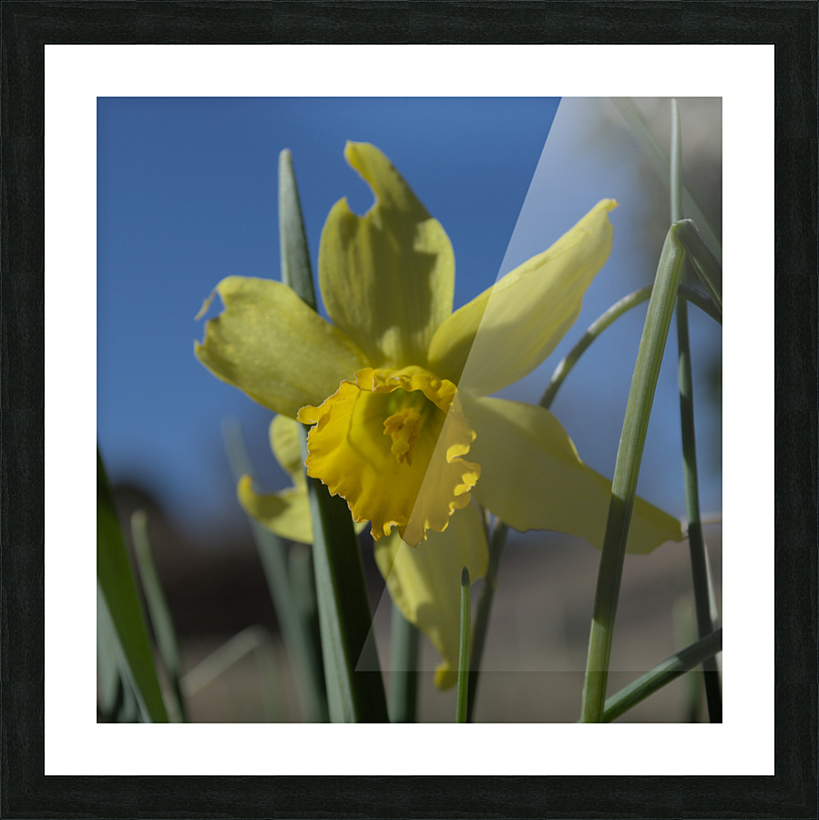 Daffodil Picture Frame print