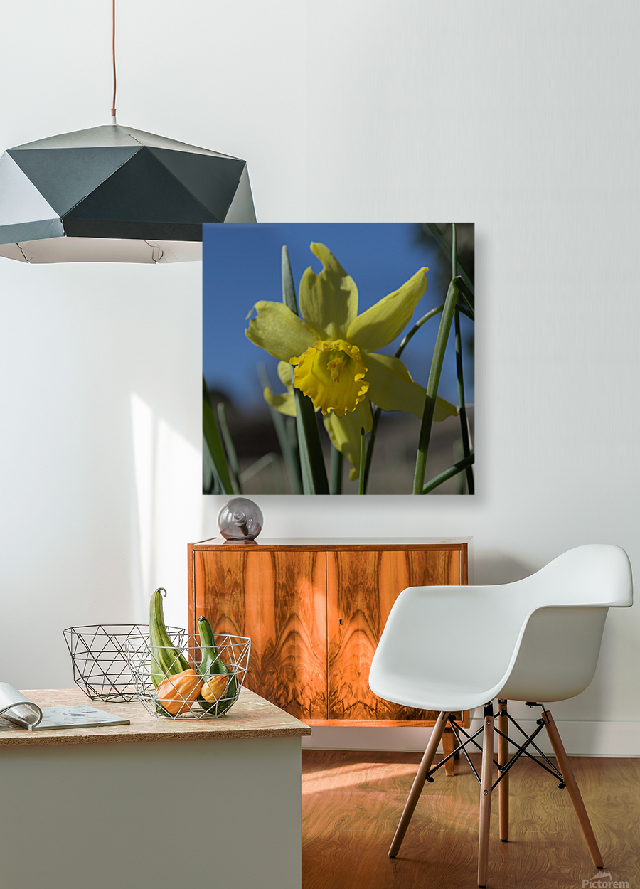 Daffodil Reproduction
