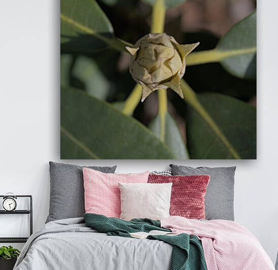 Rhododendron Flower Bud Top View by Olesia Mironenko
