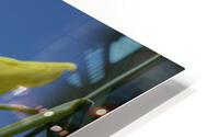 Daffodil HD Metal print