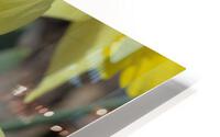 Single Daffodil HD Metal print