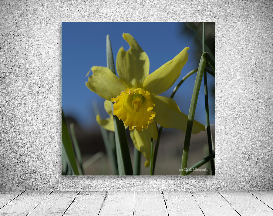 Daffodil Wall Preview