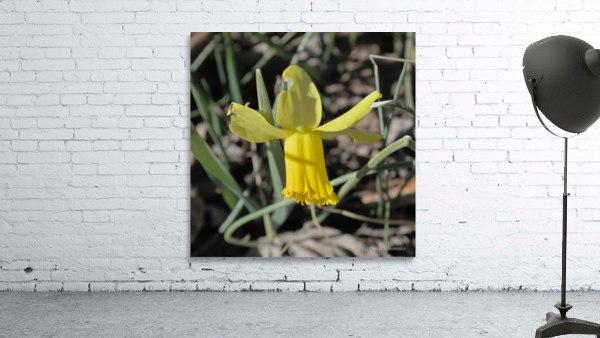 Bowing Daffodil Wall Preview