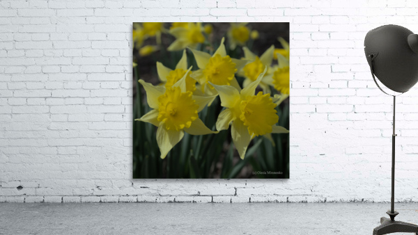 Daffodil Trio Wall Preview