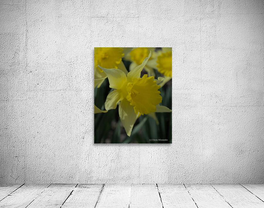 Daffodil A Side View Wall Preview