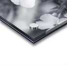 Summer Phlox Flowers Blue Tone  Acrylic print