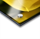 Yellow Calla Lilies Acrylic print