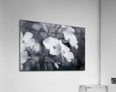 Summer Phlox Flowers Blue Tone  Acrylic Print