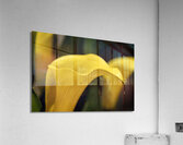 Yellow Calla Lilies Acrylic Print