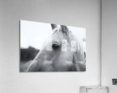 Waiting for Treats Acrylic Print