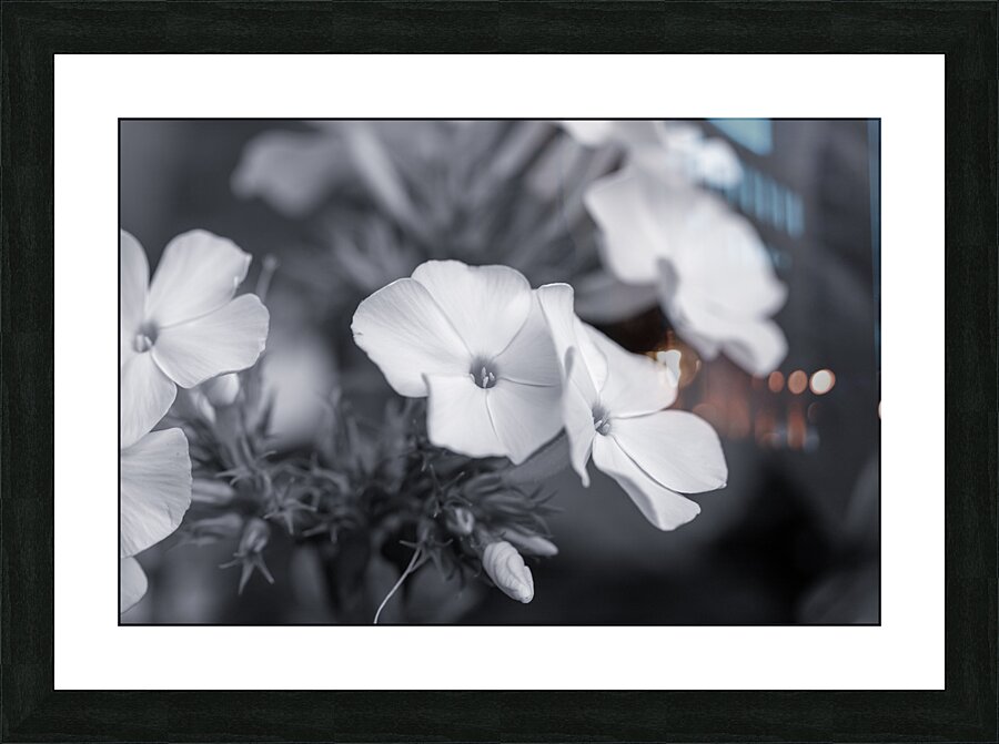 Summer Phlox Flowers Blue Tone  Picture Frame print