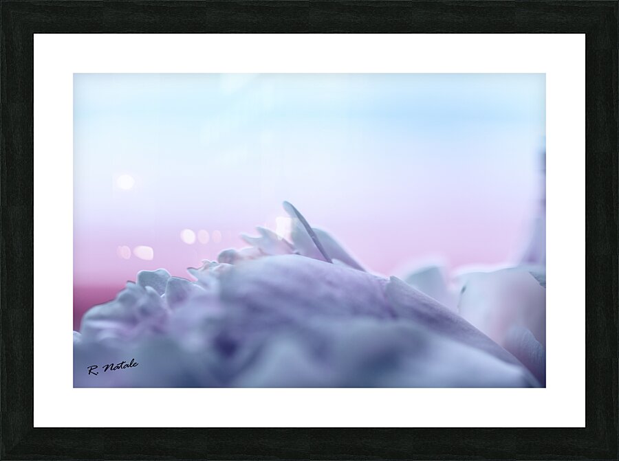 Impressions of a Pink Peony Flower Pastel Picture Frame print