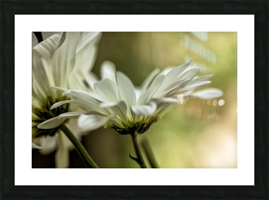 White Daisy Color Picture Frame print