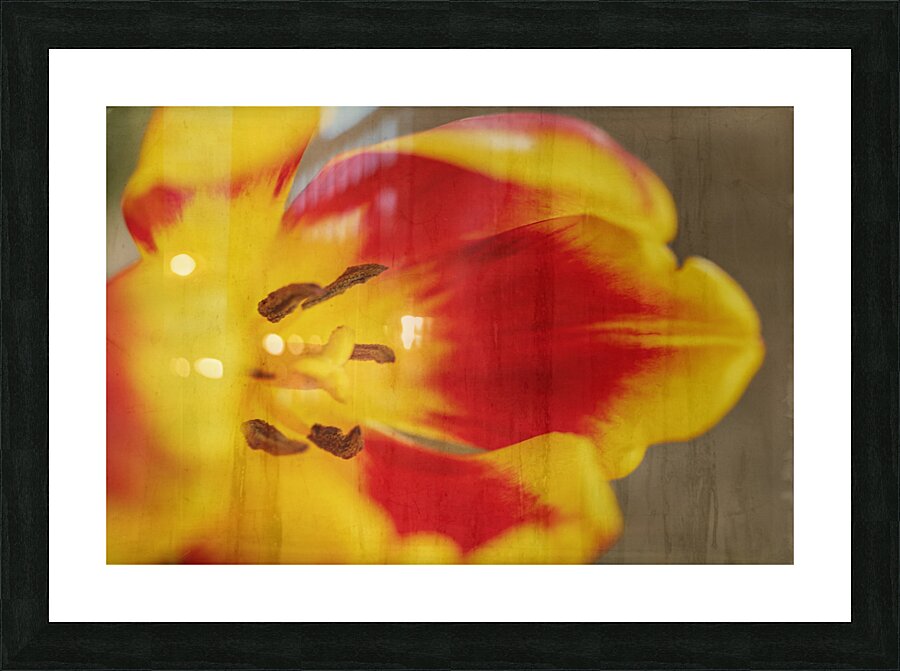 Ode to Spring Tulips 2 Picture Frame print