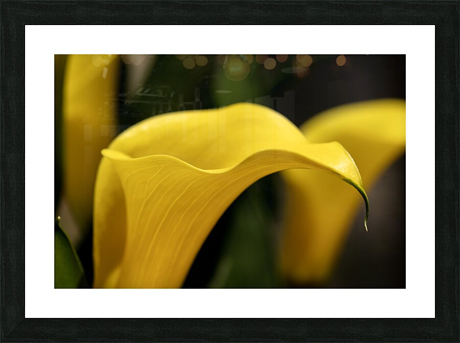 Yellow Calla Lilies Picture Frame print