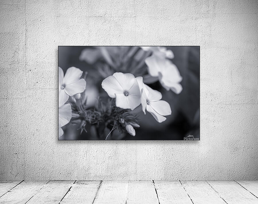 Summer Phlox Flowers Blue Tone  Wall Preview