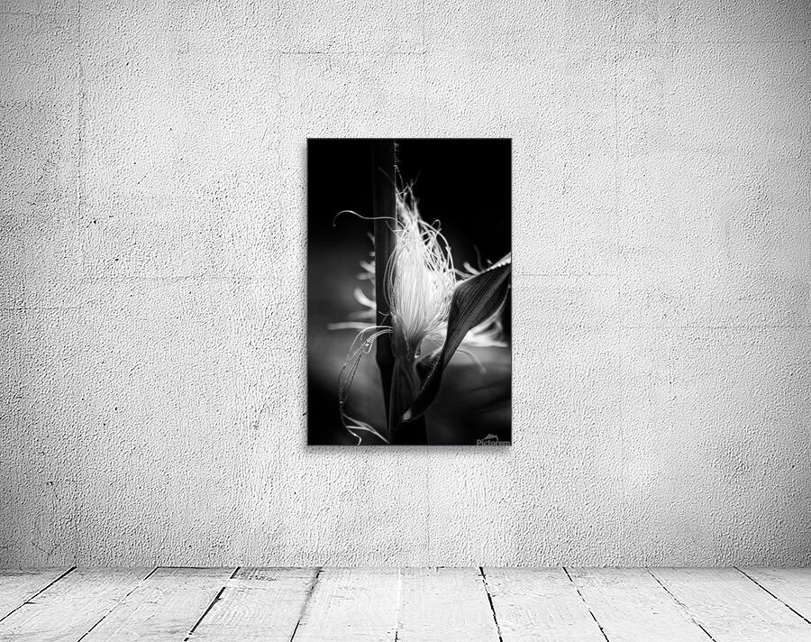 Corn Silk Summer Wall Preview