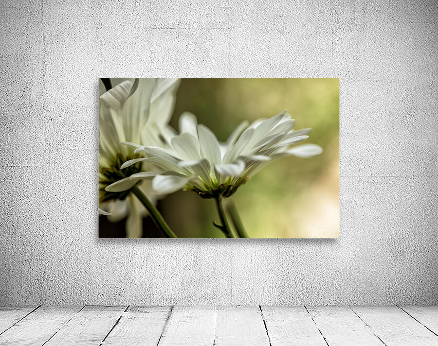 White Daisy Color Wall Preview