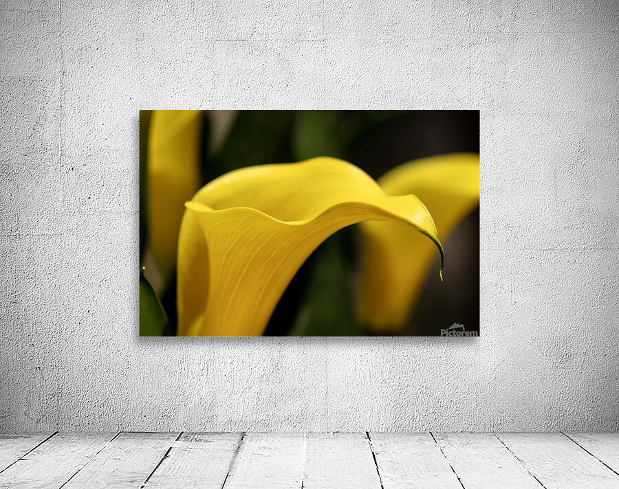 Yellow Calla Lilies Wall Preview