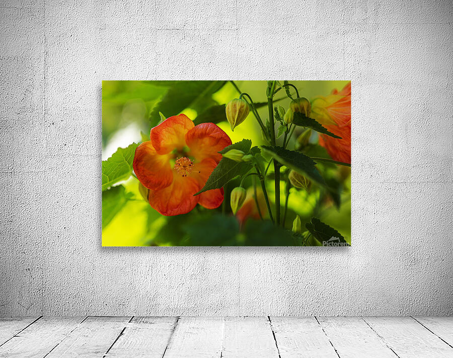 Abutilon Flowering Maple Wall Preview