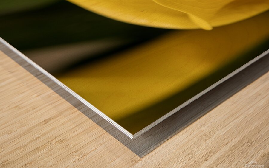 Yellow Calla Lilies Wood print