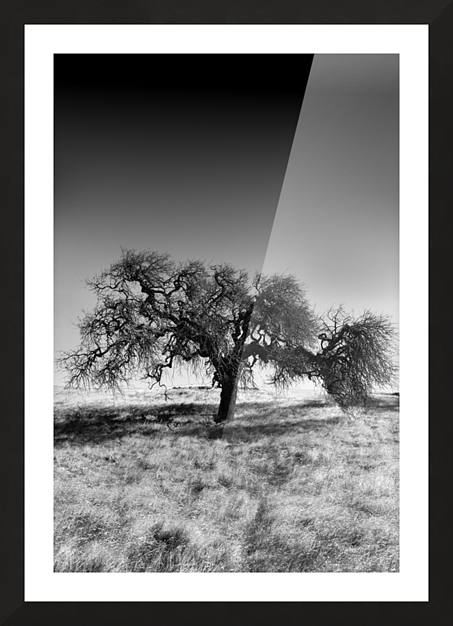 Bare and Alone Picture Frame print