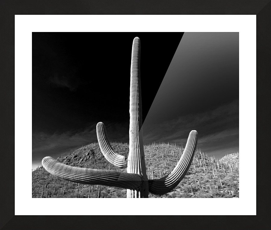 Cacti Picture Frame print