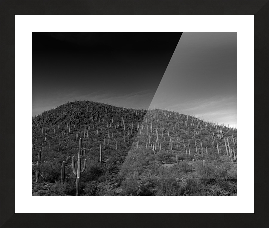 Cacti Hill Picture Frame print