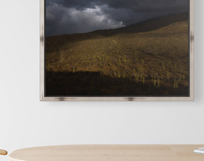 Rain over Saguaros by Alejandro Lalinde