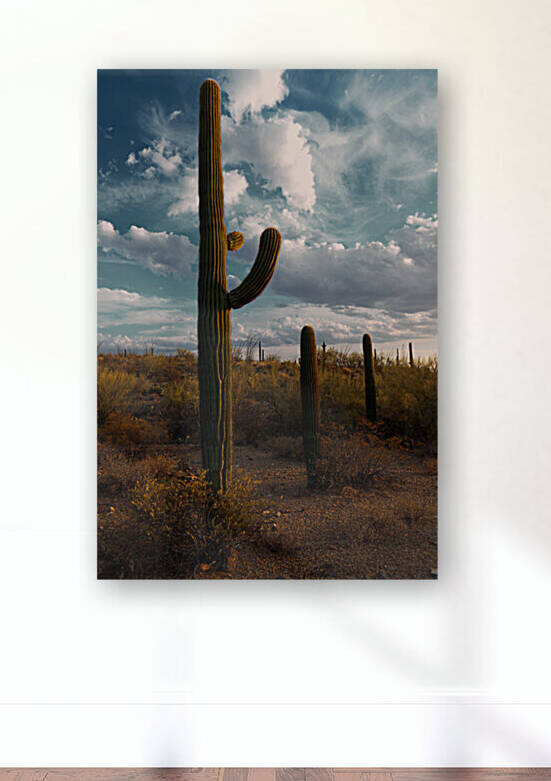 Saguaros in Clouds by Alejandro Lalinde