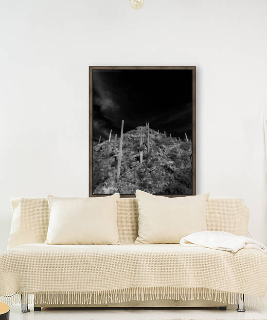 Saguaro Hill  by Alejandro Lalinde