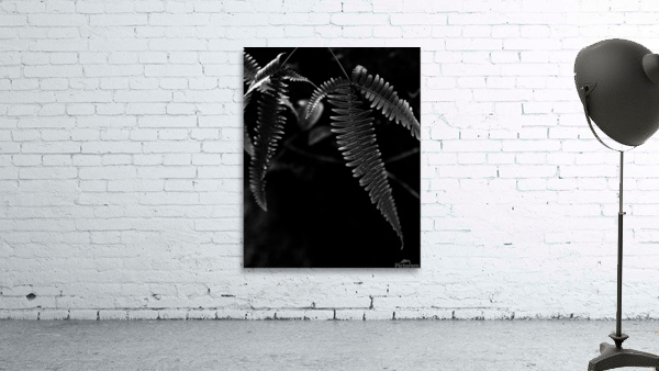 Fern with Drops Wall Preview