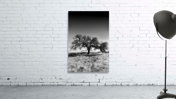 Bare and Alone Wall Preview