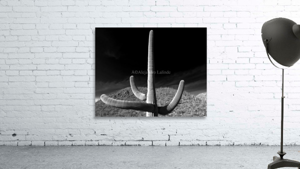 Cacti Wall Preview