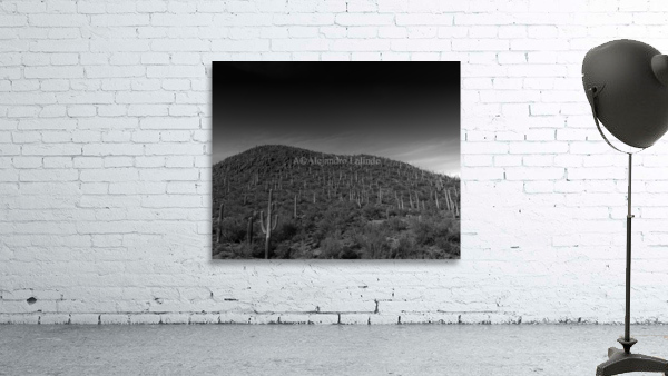 Cacti Hill Wall Preview