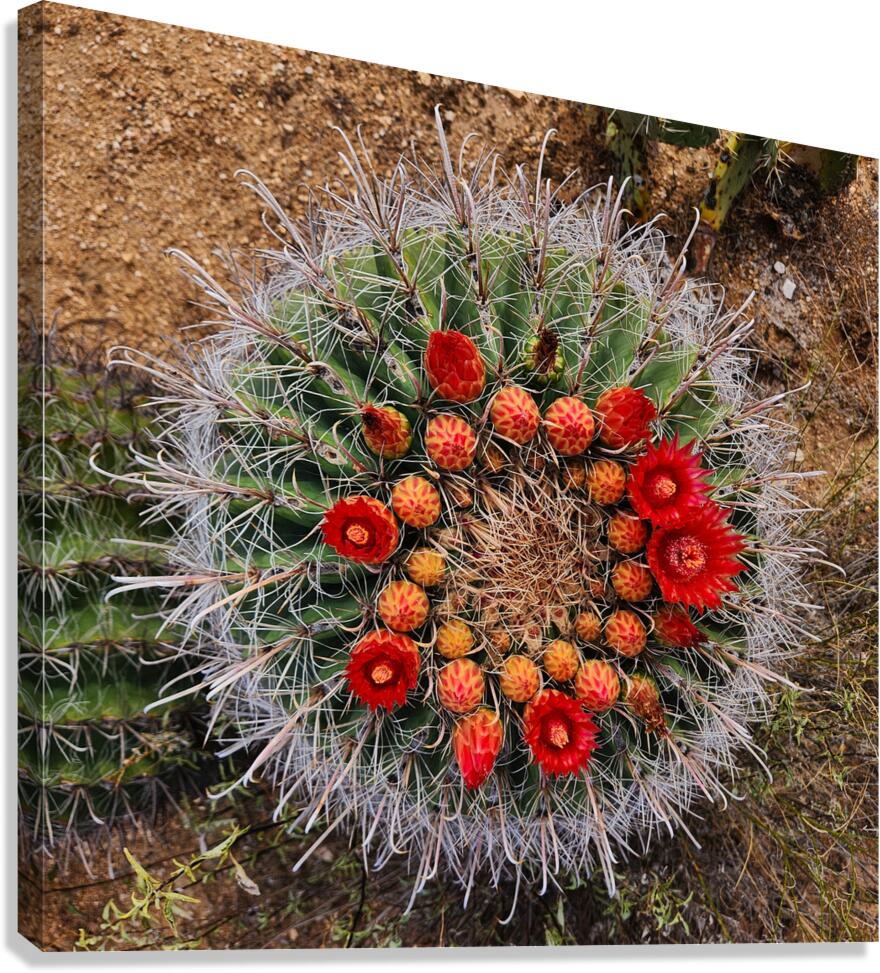 Fishhook Barrel Cactus with Bright Red Flowers by Creative Endeavors -  Steven Oscherwitz Wall Art