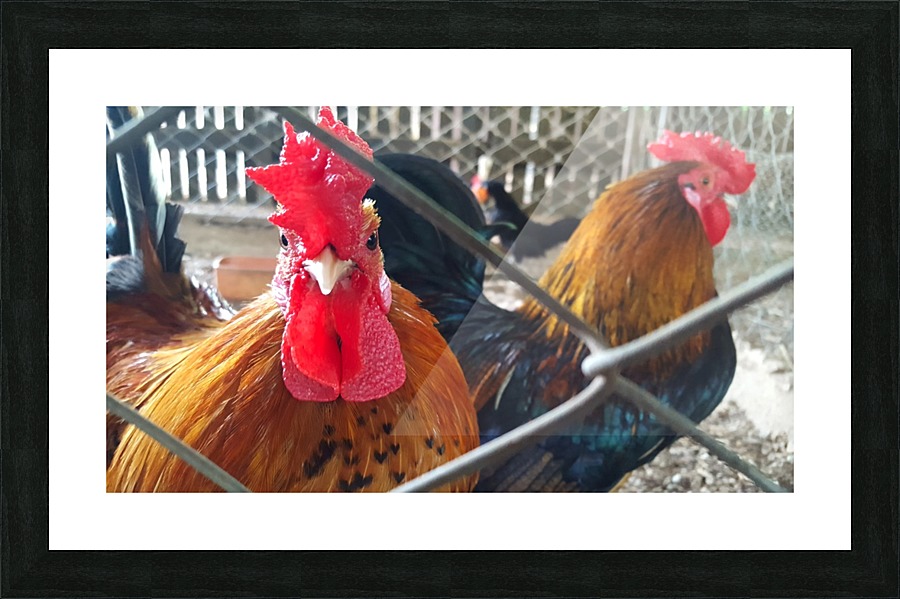 Roosters Picture Frame print