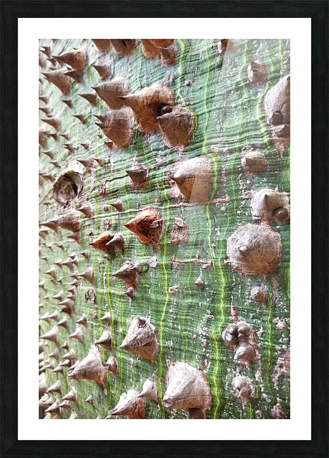 White Silk Floss Tree  Picture Frame print