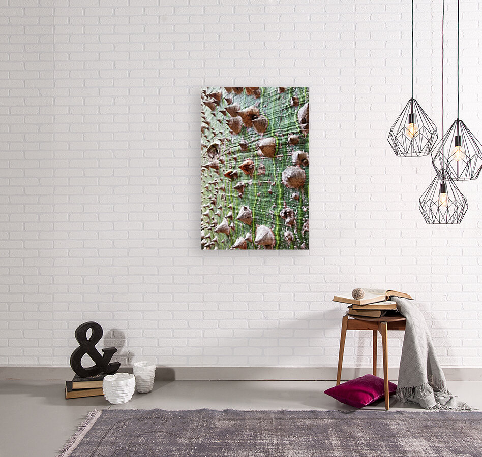White Silk Floss Tree  Reproduction