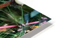 Magellan Daisy HD Metal print